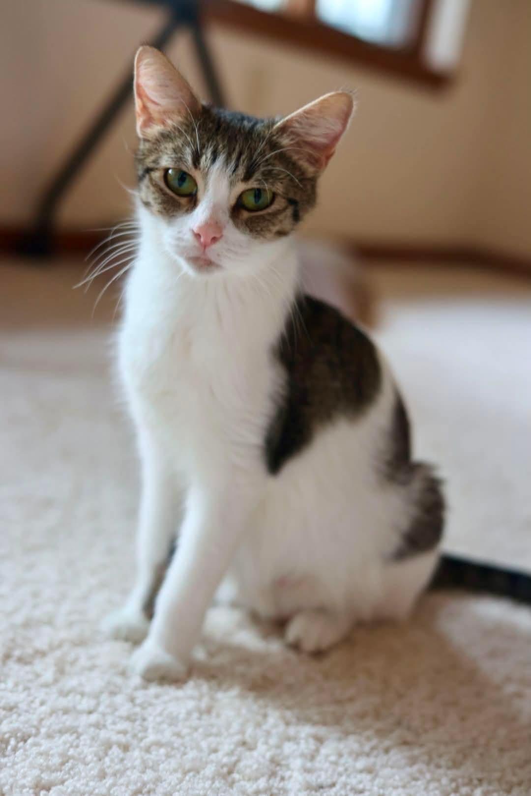 Enlarge Mama Biscuit, a Adoptable Tabby in Duluth, MN image 3/3