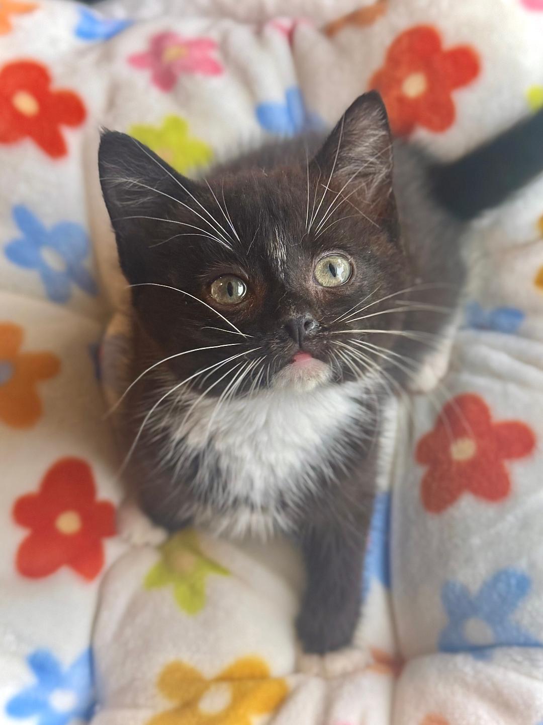 Oz