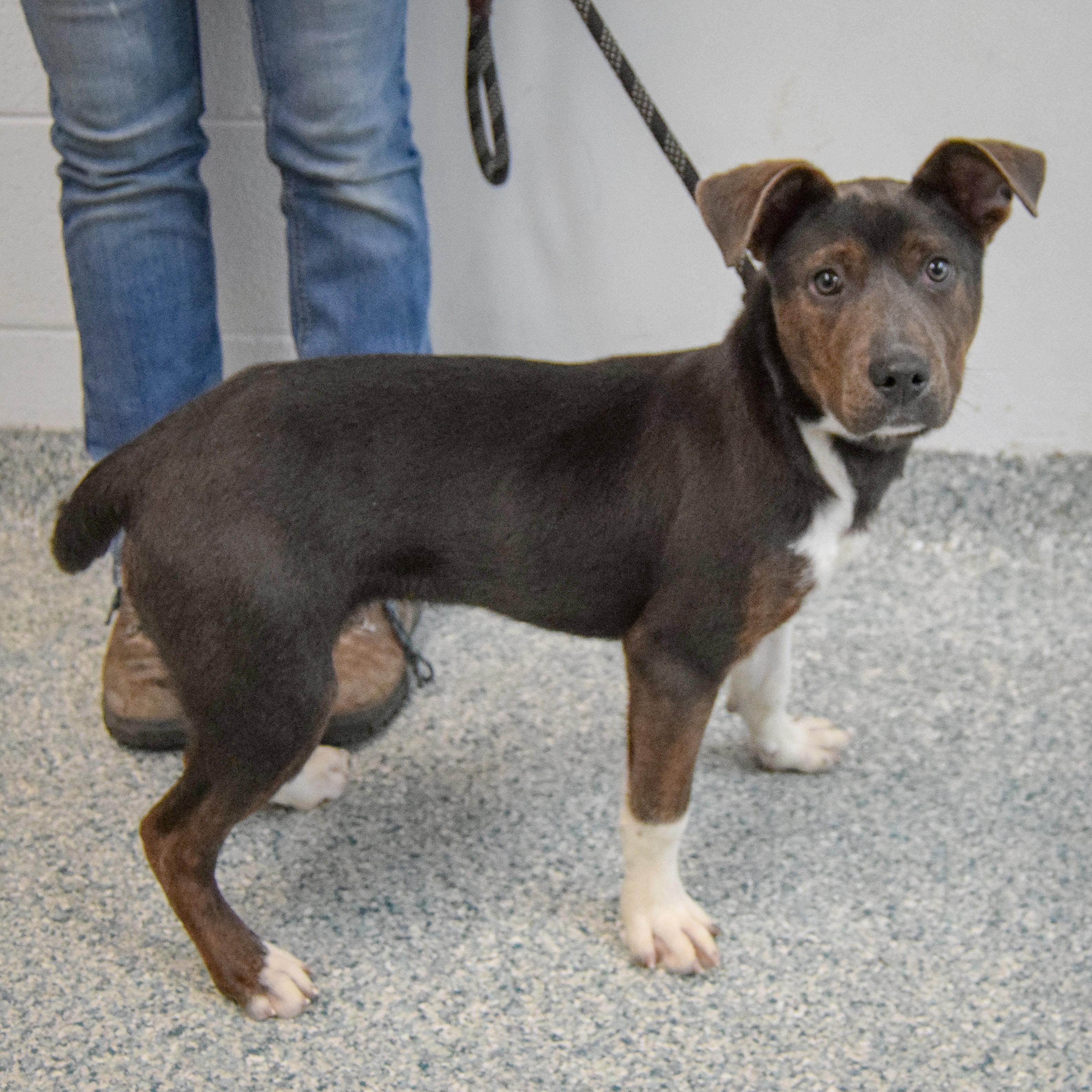 Hattie, an adopted mixed breed in Huntley, IL image 2/5
