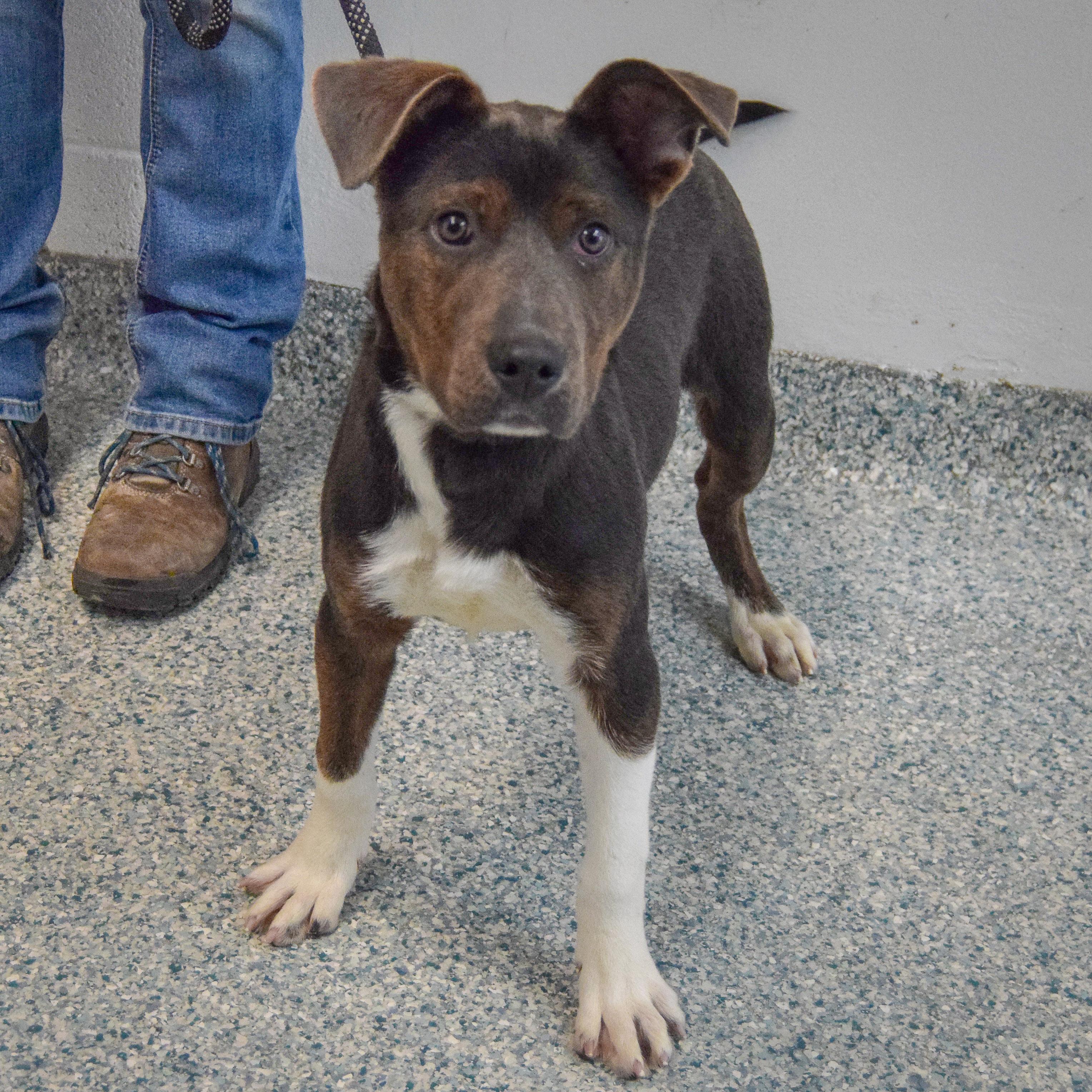 Hattie, an adopted mixed breed in Huntley, IL image 3/5