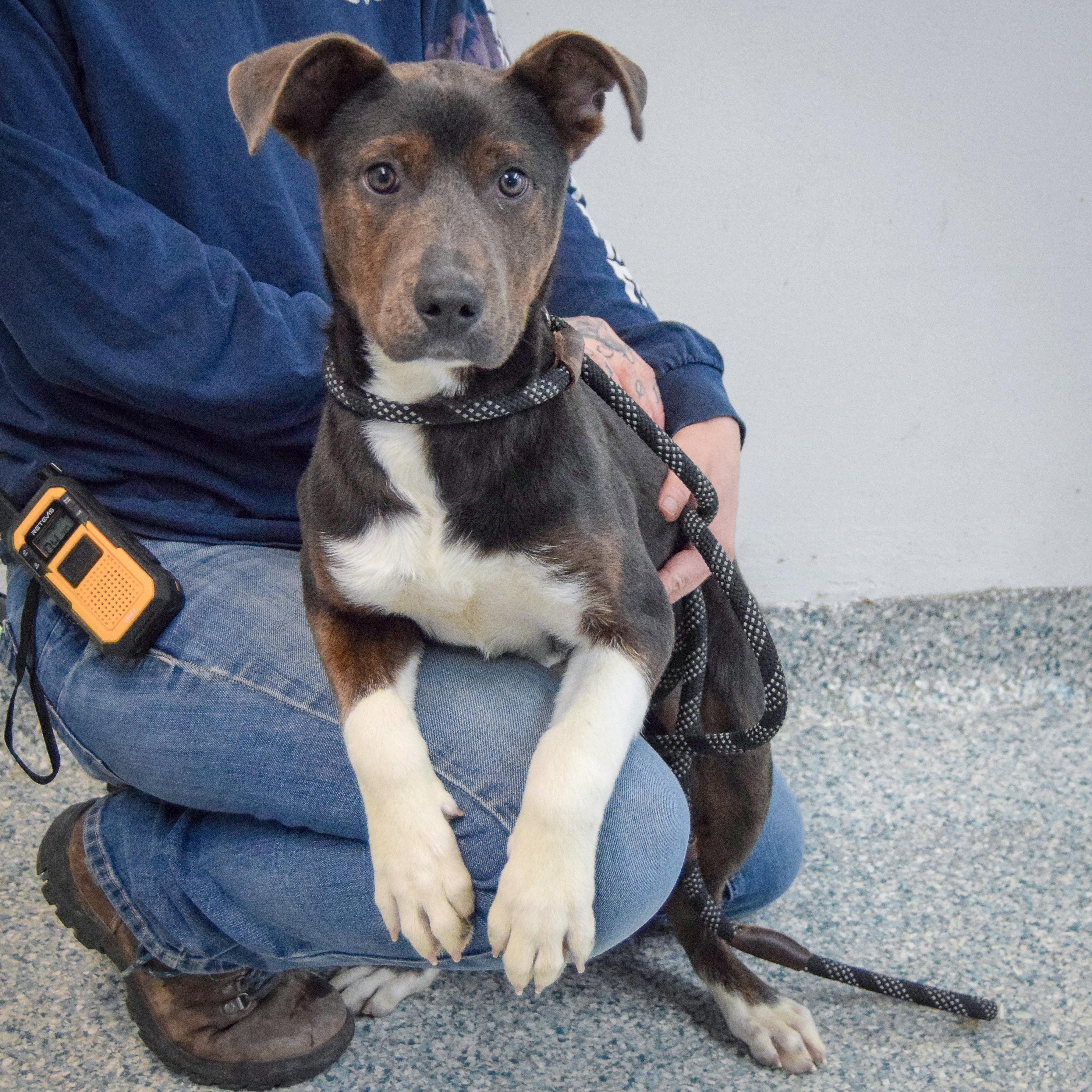 Hattie, an adopted mixed breed in Huntley, IL image 5/5