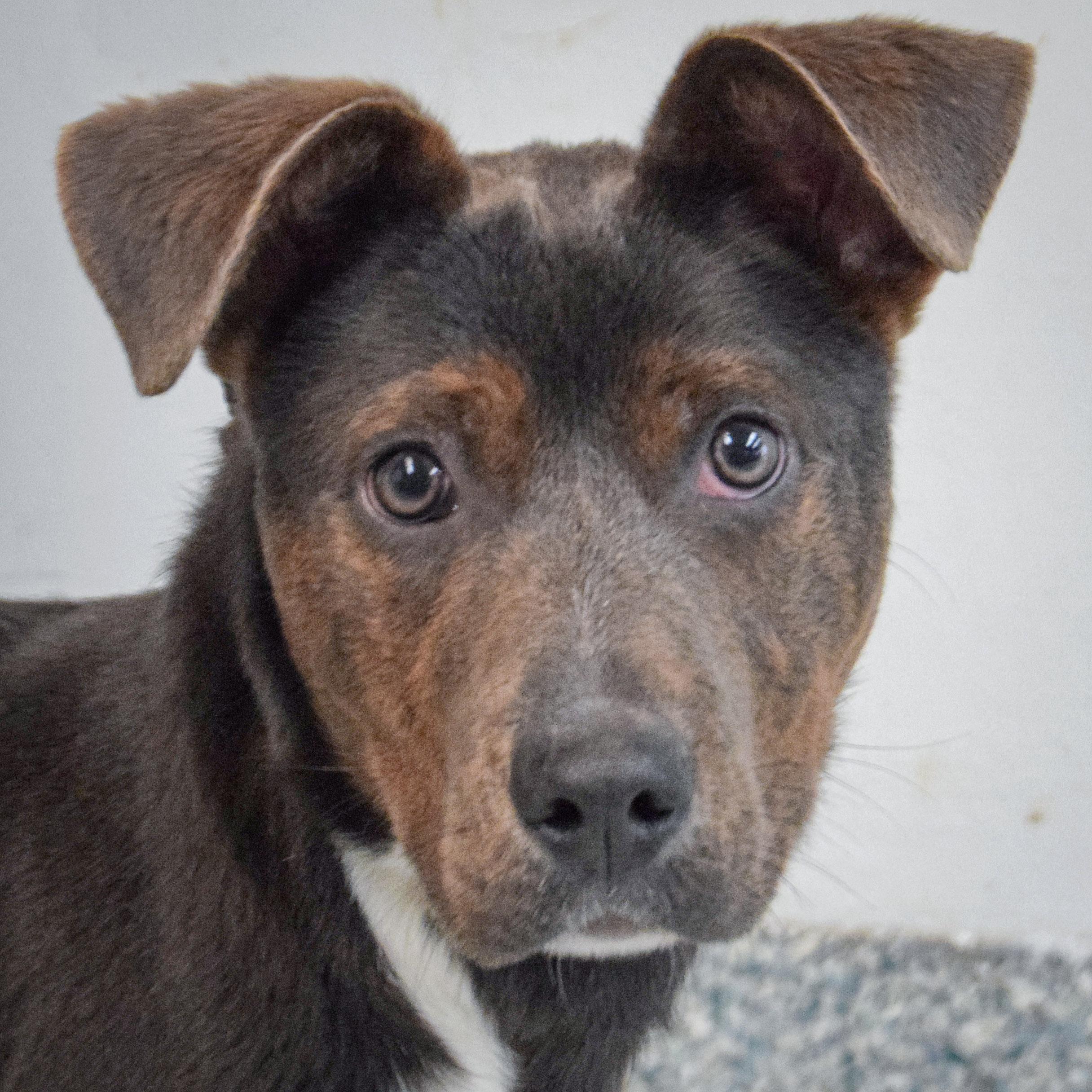 Hattie, an adopted mixed breed in Huntley, IL image 1/5