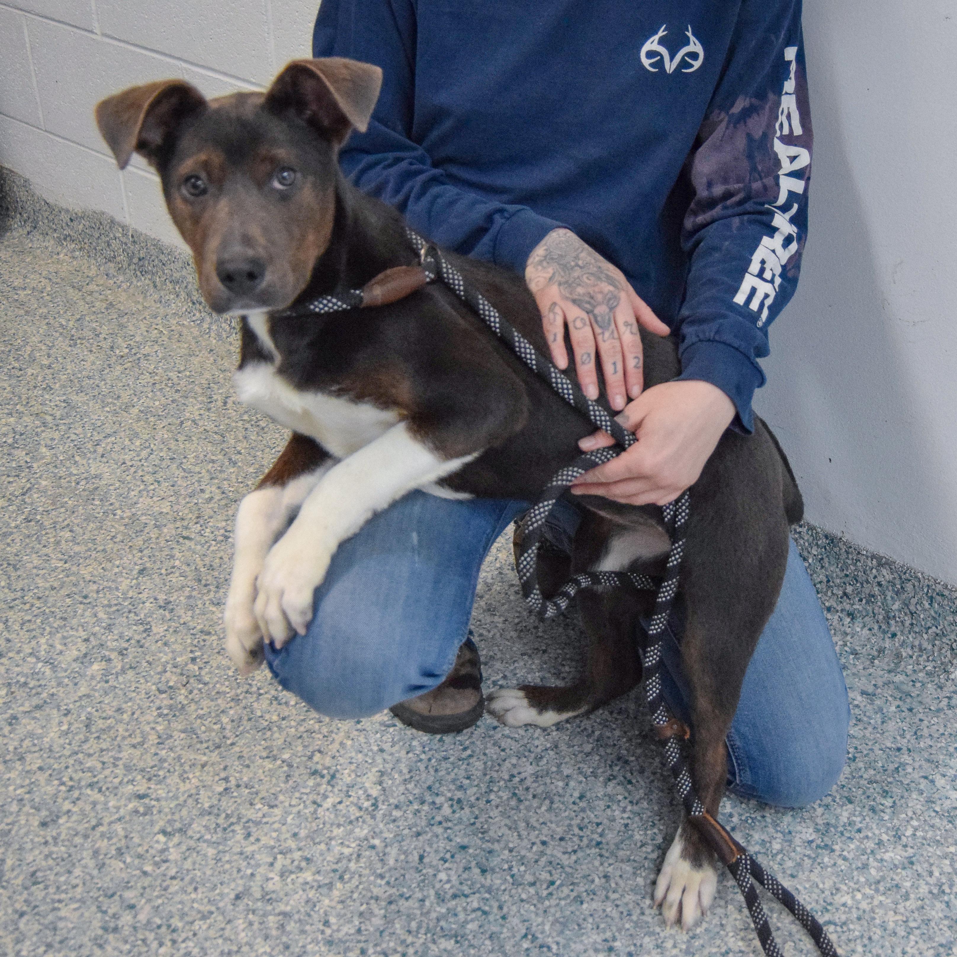 Hattie, an adopted mixed breed in Huntley, IL image 4/5
