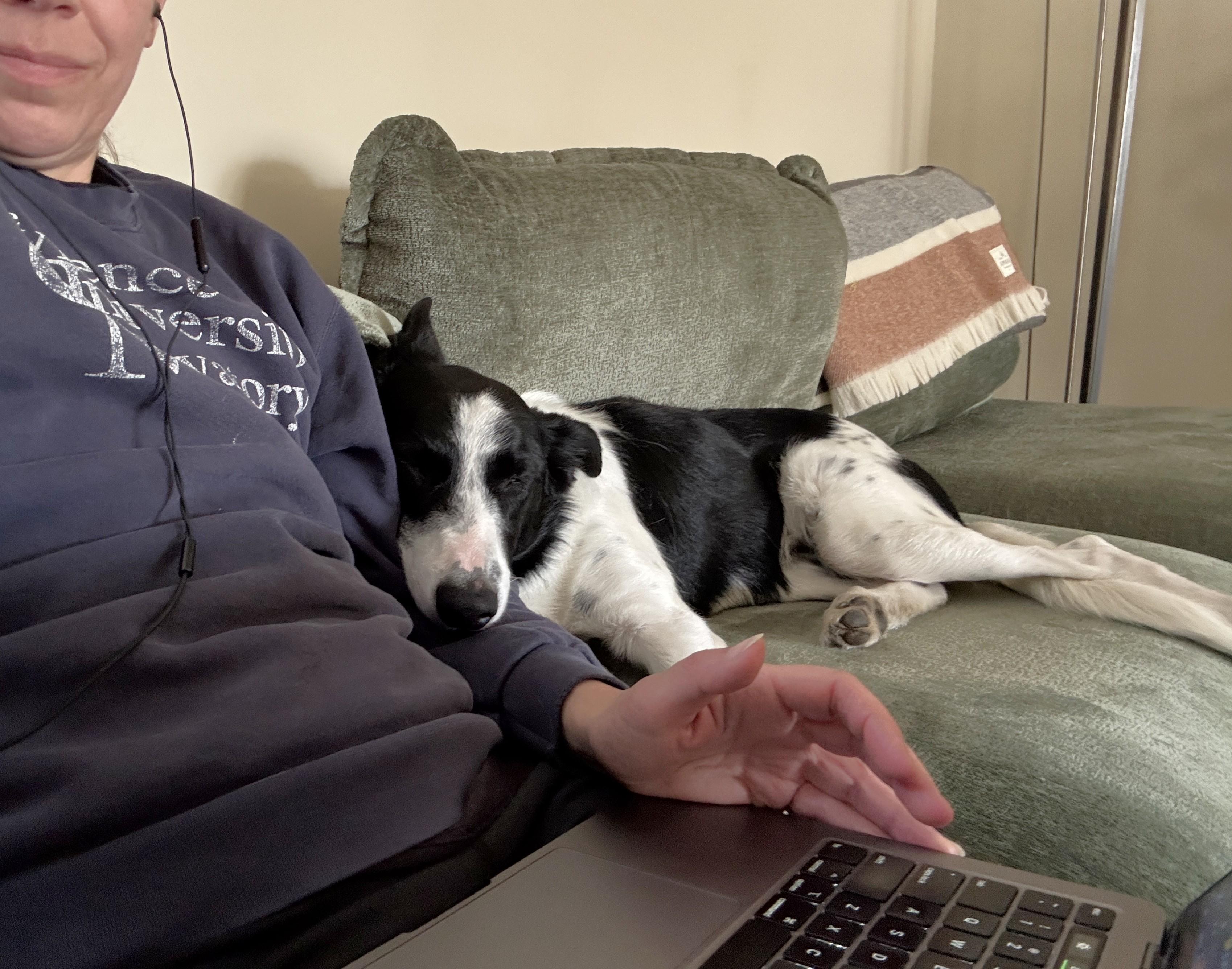 Enlarge Cap, a Adoptable mixed breed in Minneapolis, MN image 3/6