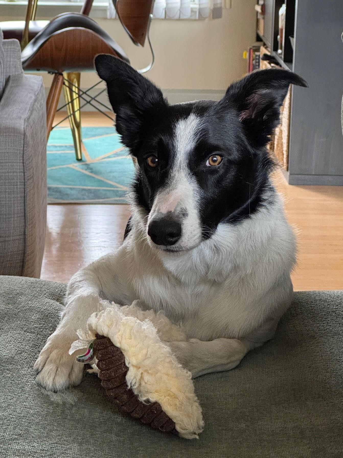 Enlarge Cap, a Adoptable mixed breed in Minneapolis, MN image 5/6