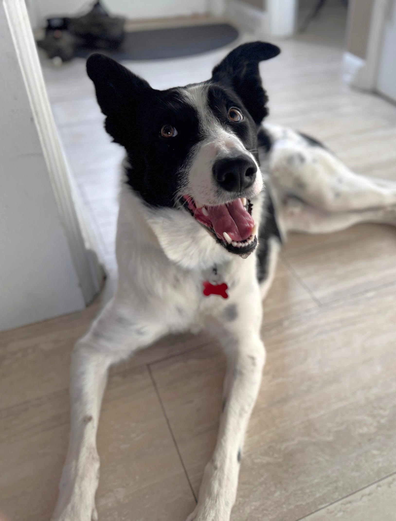 Enlarge Cap, a Adoptable mixed breed in Minneapolis, MN image 1/6
