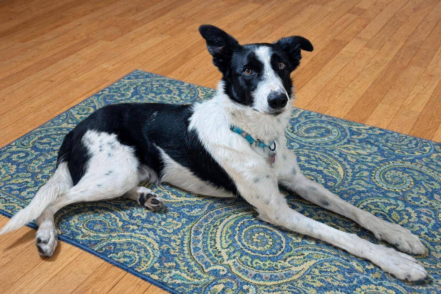 Enlarge Cap, a Adoptable mixed breed in Minneapolis, MN image 4/6