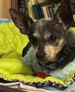 Lewis, a Adoptable Chihuahua in San Diego, CA image 1/3