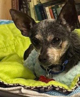 Lewis, Adoptable, Senior Male Chihuahua.