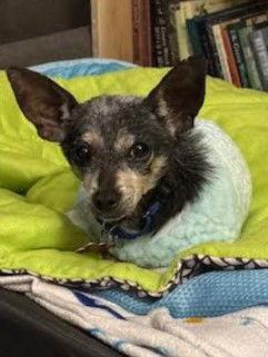 Lewis, a Adoptable Chihuahua in San Diego, CA image 3/3