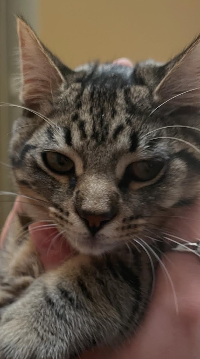 Junie Bug, Goose & Duckie, Adoptable, Young Female Domestic Short Hair.