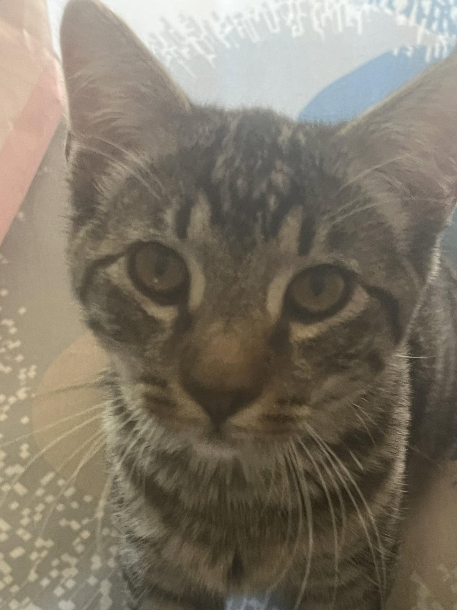 Enlarge Junie Bug, Goose & Duckie, a Adoptable Domestic Short Hair in San Luis Obispo, CA image 2/3