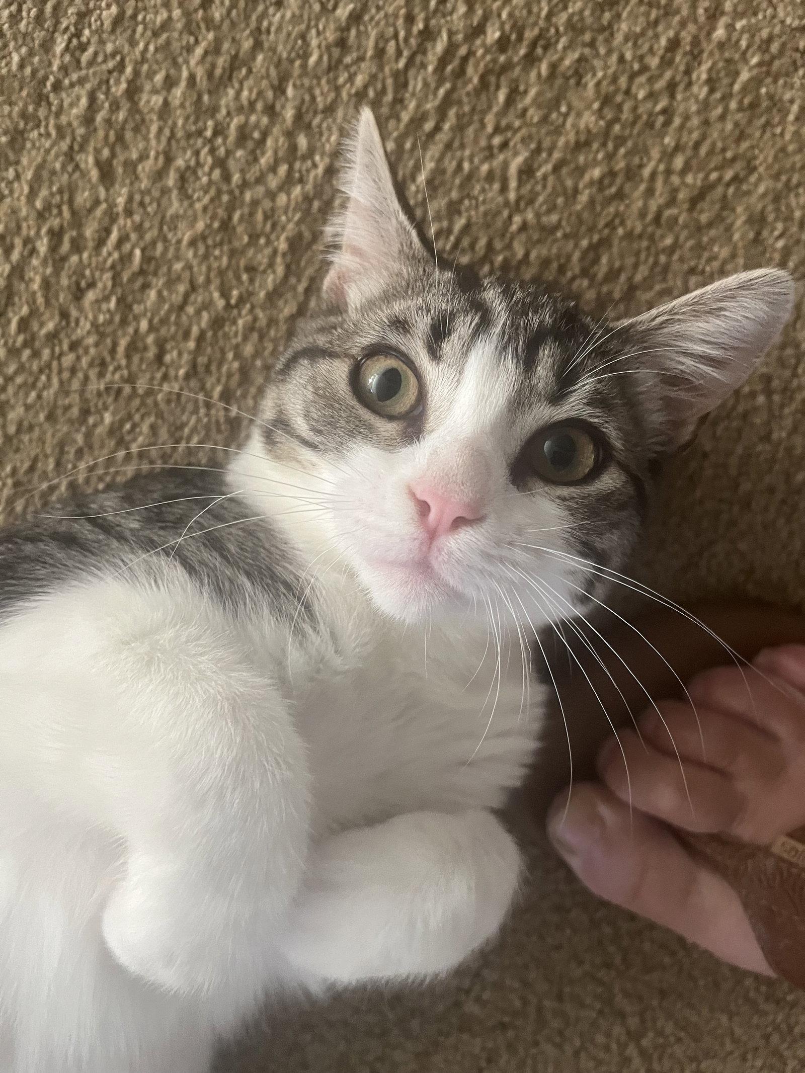 Enlarge Junie Bug, Goose & Duckie, a Adoptable Domestic Short Hair in San Luis Obispo, CA image 3/3