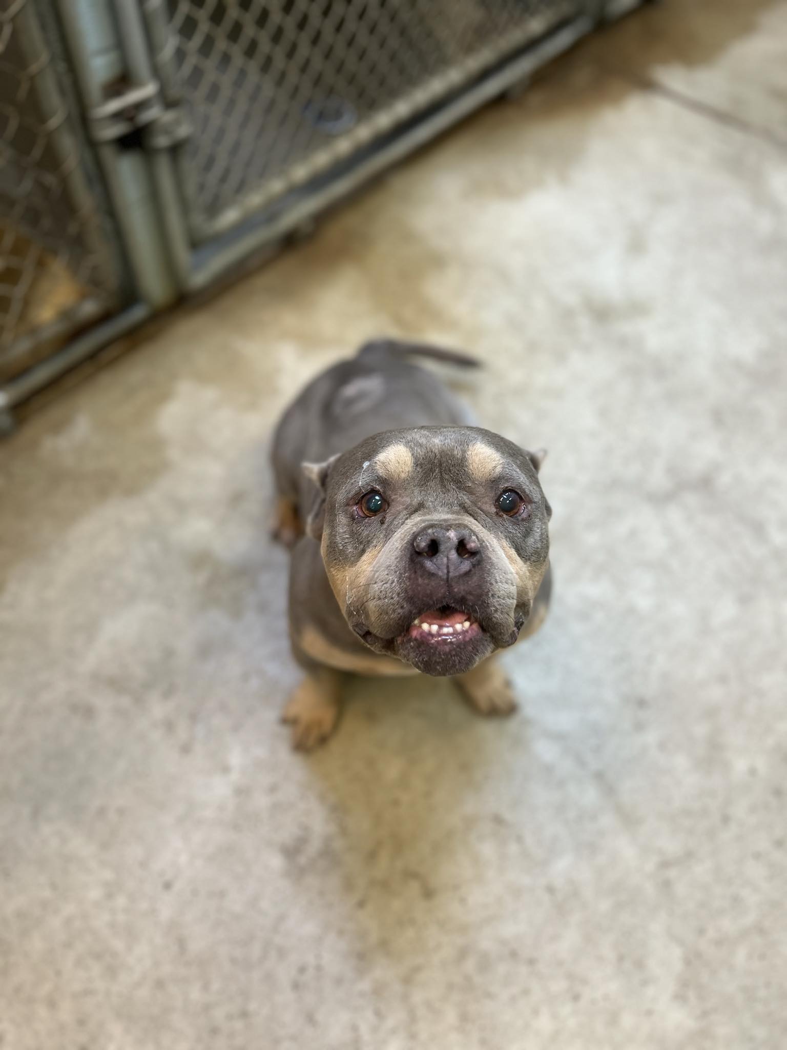 Missy, Adult Female American Bully