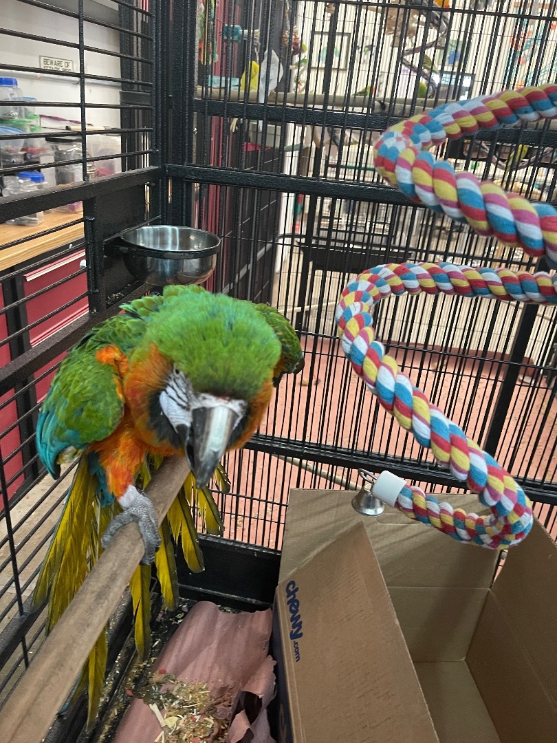 Big Bird, Adopted, Adult Female Macaw.