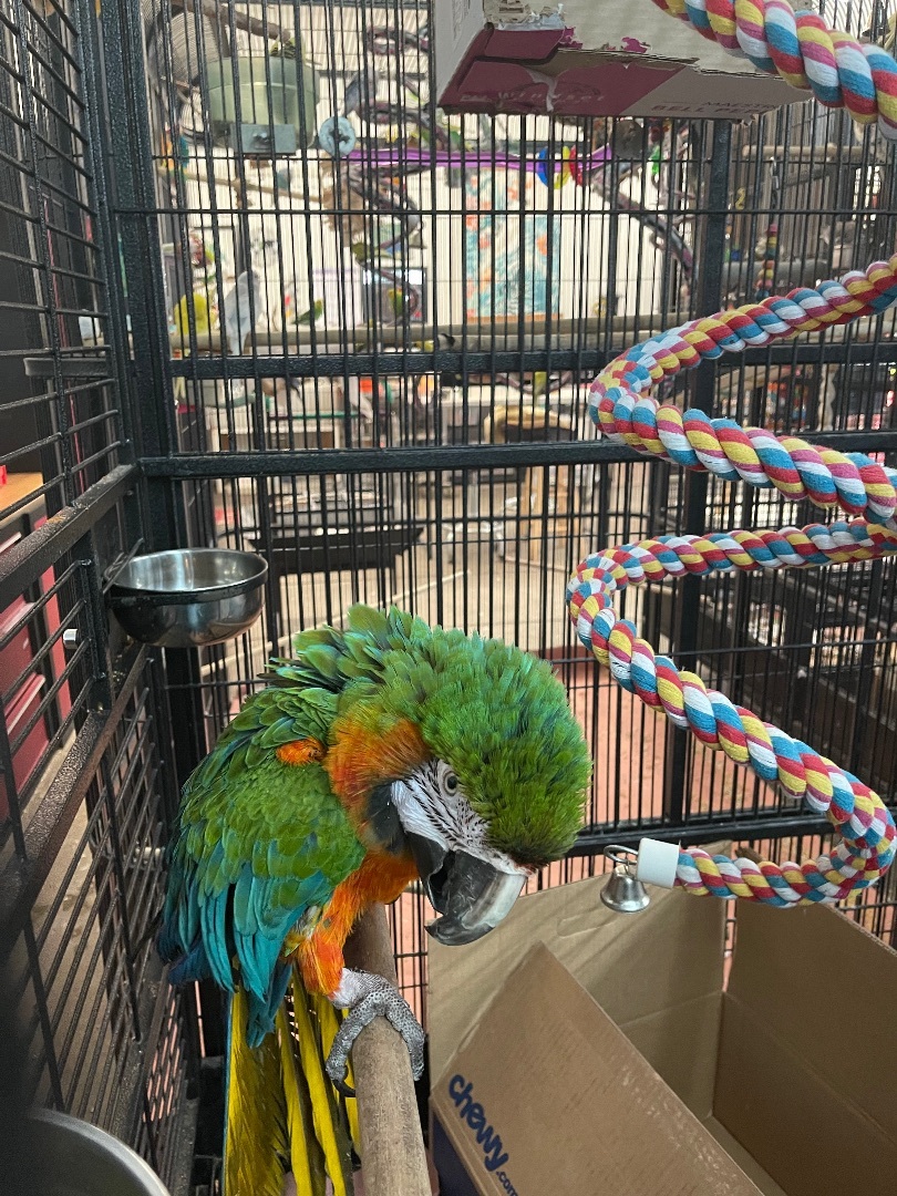 Big Bird, a Adopted Macaw in Bend, OR image 2/6