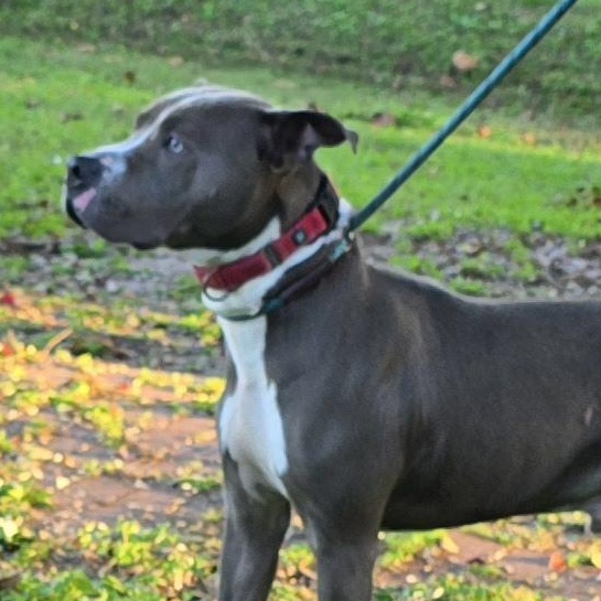 Enlarge Asher, a Adoptable mixed breed in Milledgeville, GA image 5/5