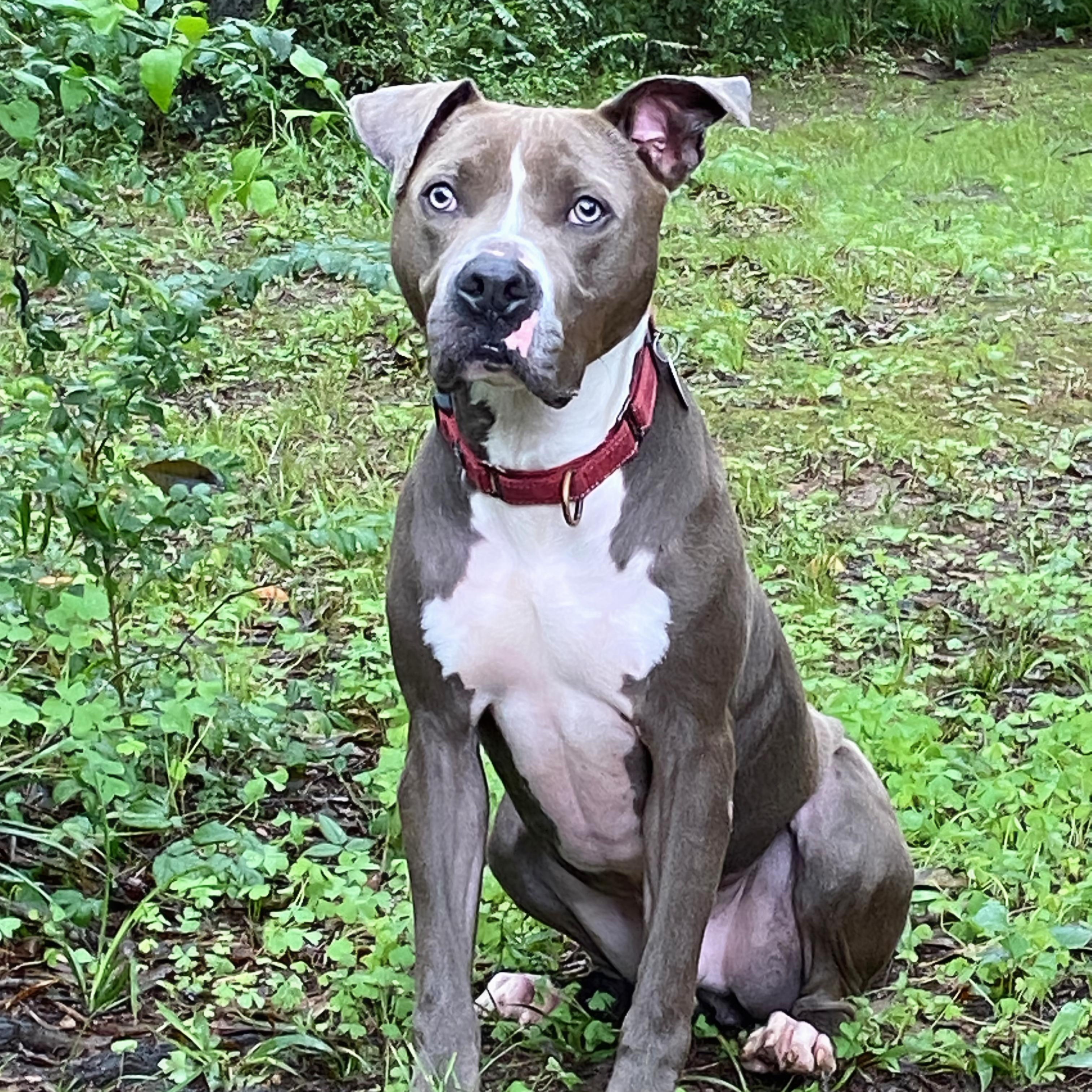 Enlarge Asher, a Adoptable mixed breed in Milledgeville, GA image 4/5