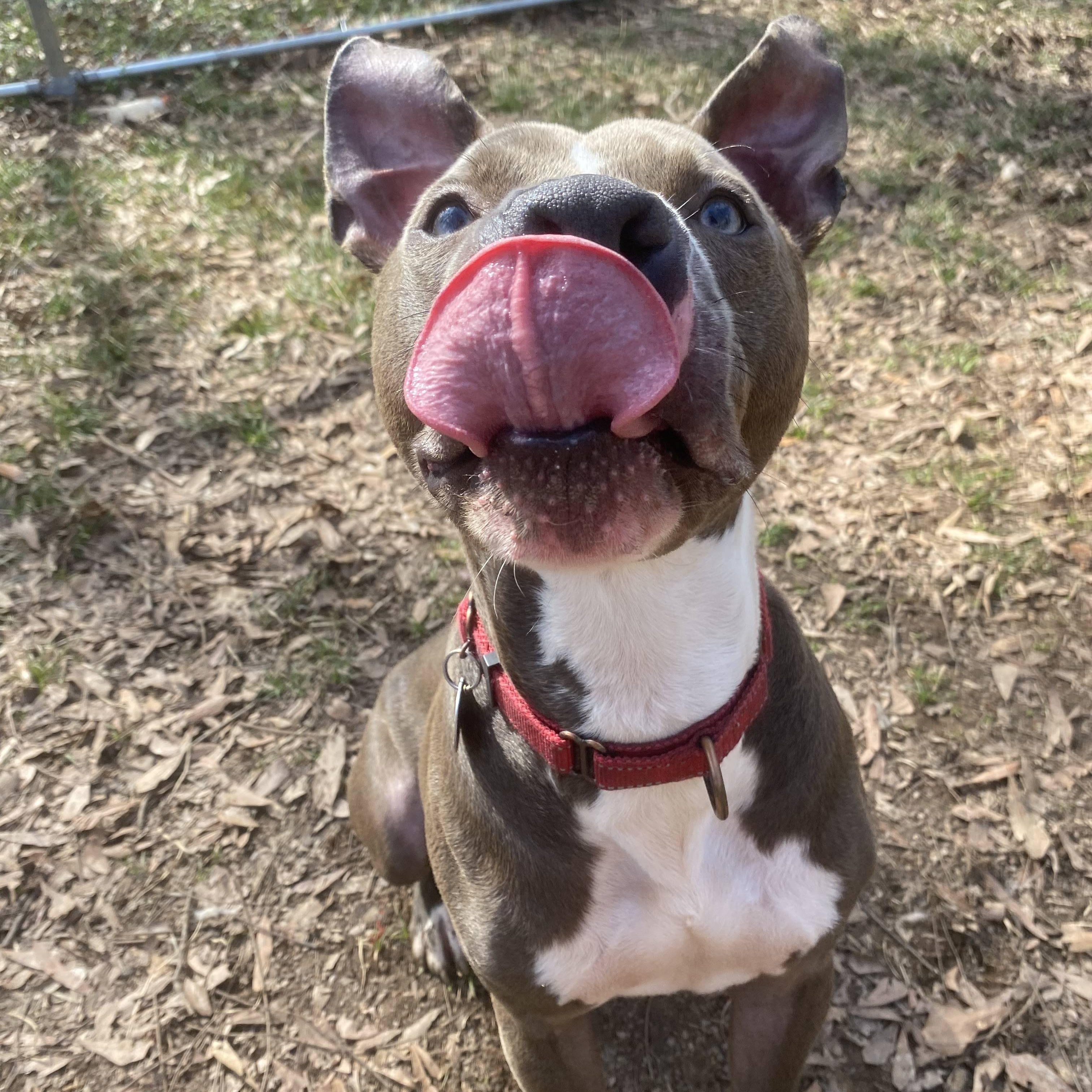 Enlarge Asher, a Adoptable mixed breed in Milledgeville, GA image 3/5