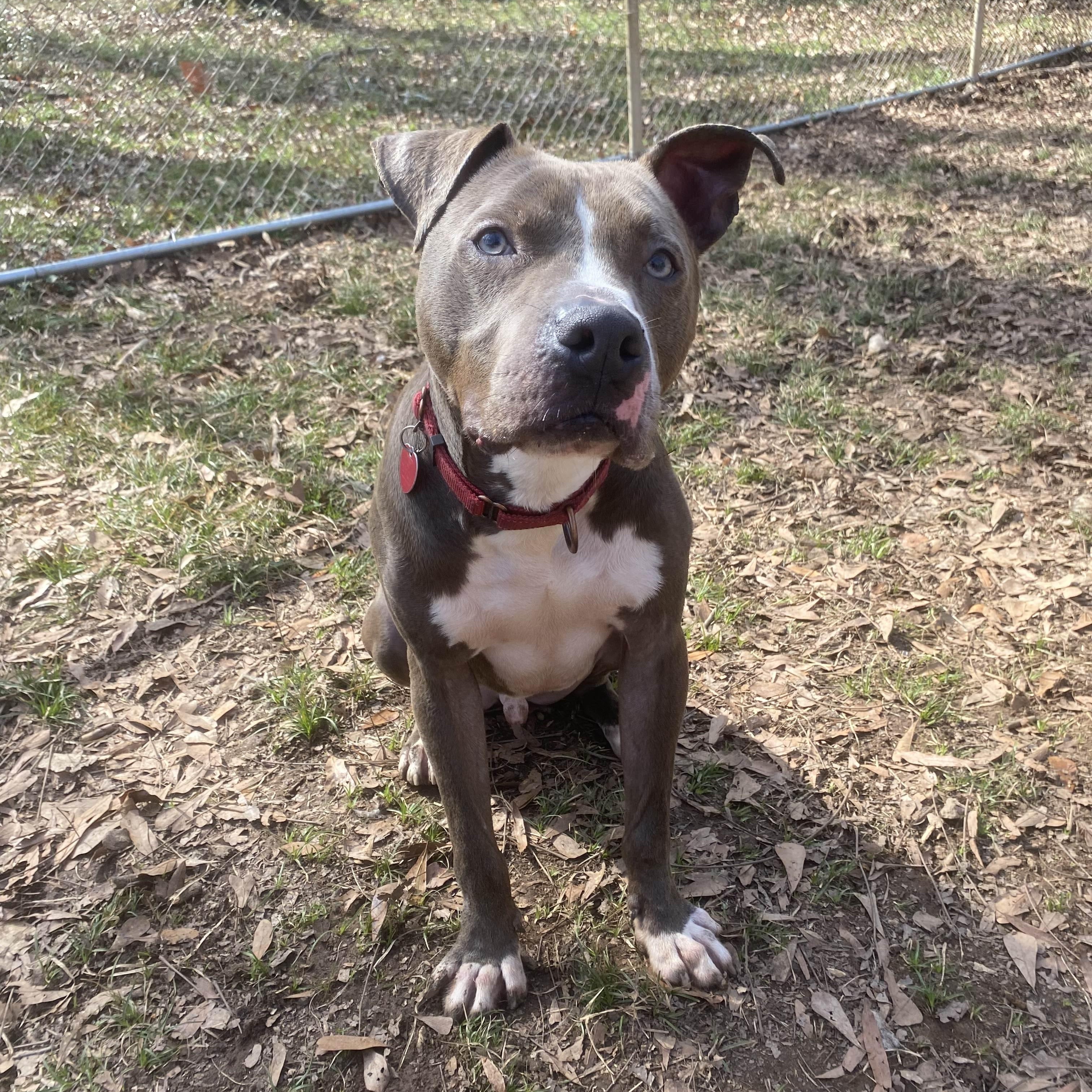 Enlarge Asher, a Adoptable mixed breed in Milledgeville, GA image 2/5