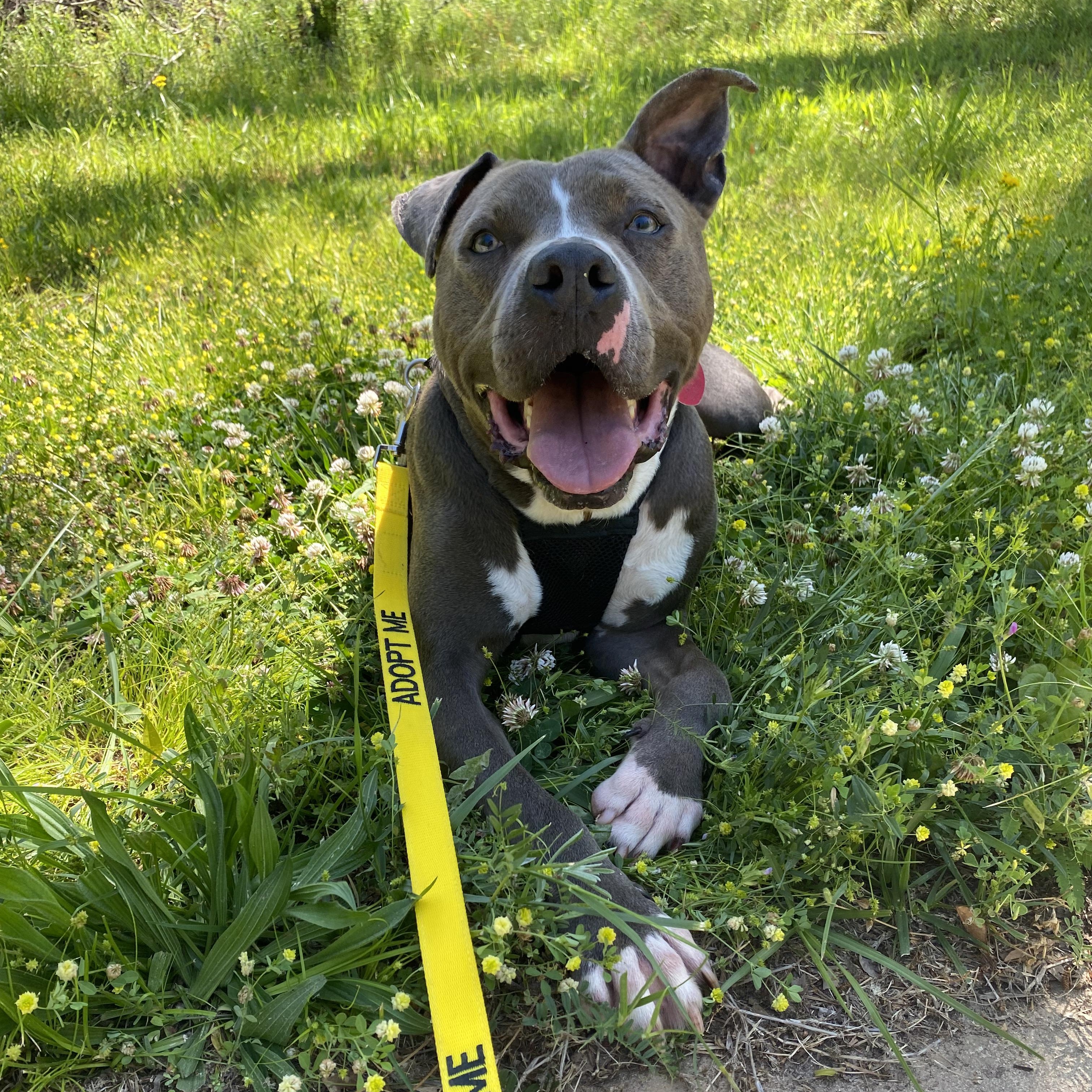 Enlarge Asher, a Adoptable mixed breed in Milledgeville, GA image 2/5