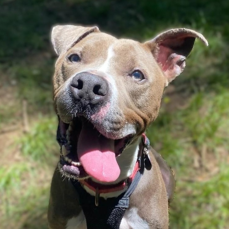 Asher, Adoptable, Adult Male Pit Bull Terrier.