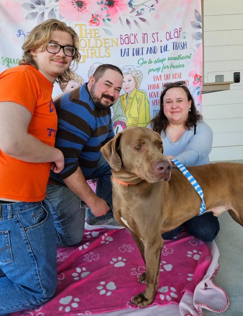 Huckleberry (fka Keith), Adoptable, Adult Male Labrador Retriever.