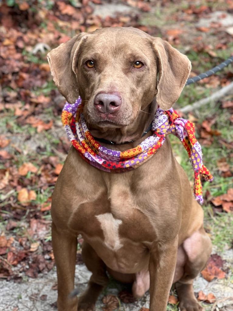 Enlarge Huckleberry (fka Keith), a Adoptable mixed breed in Hartsville, SC image 2/6