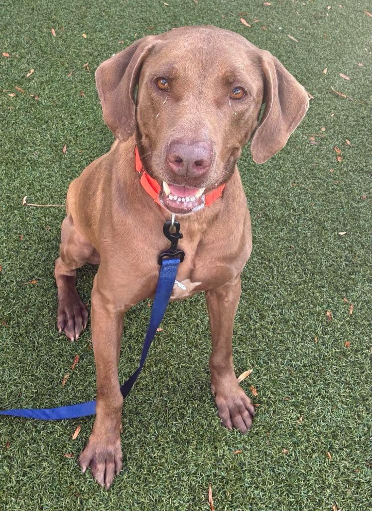 Enlarge Huckleberry (fka Keith), a Adoptable mixed breed in Hartsville, SC image 3/6