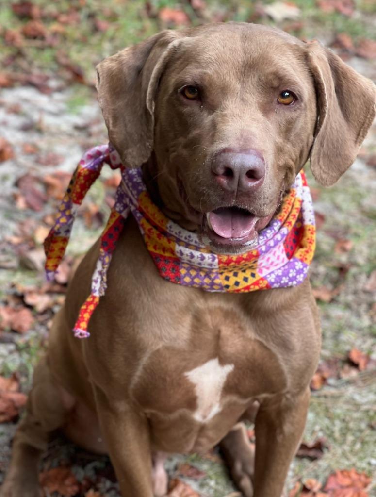 Enlarge Huckleberry (fka Keith), a Adoptable mixed breed in Hartsville, SC image 4/6