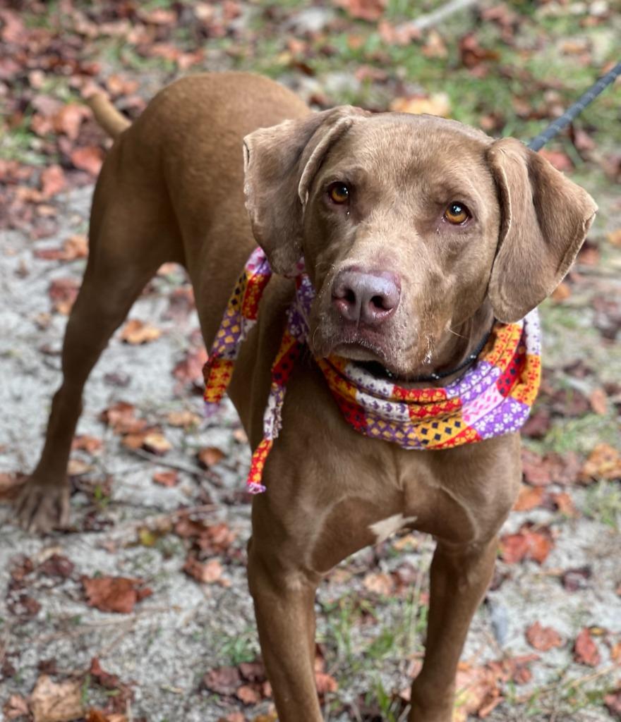 Enlarge Huckleberry (fka Keith), a Adoptable mixed breed in Hartsville, SC image 5/6