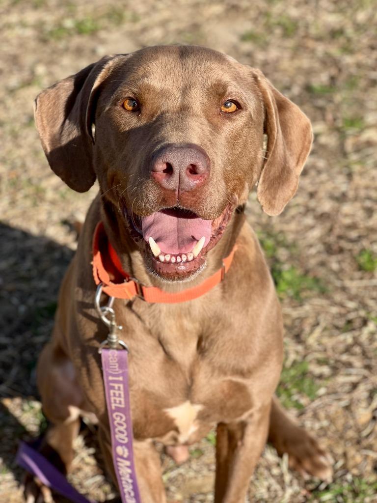Enlarge Huckleberry (fka Keith), a Adoptable mixed breed in Hartsville, SC image 6/6
