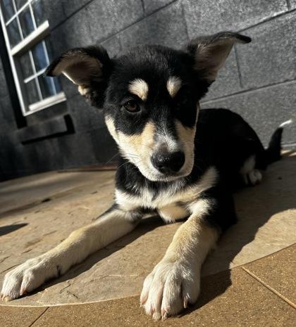 Priya, Adoptable, Young Female German Shepherd Dog & Mixed Breed.