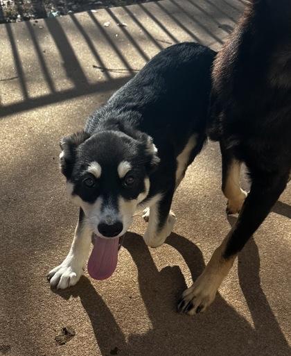 Enlarge Priya, a Adoptable mixed breed in Wilkesboro, NC image 2/3
