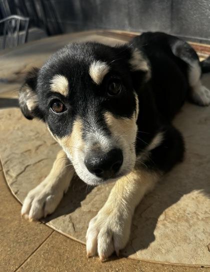 Enlarge Priya, a Adoptable mixed breed in Wilkesboro, NC image 3/3