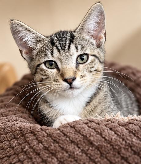 Enlarge Jane, a Adoptable mixed breed in Traverse City, MI image 5/6