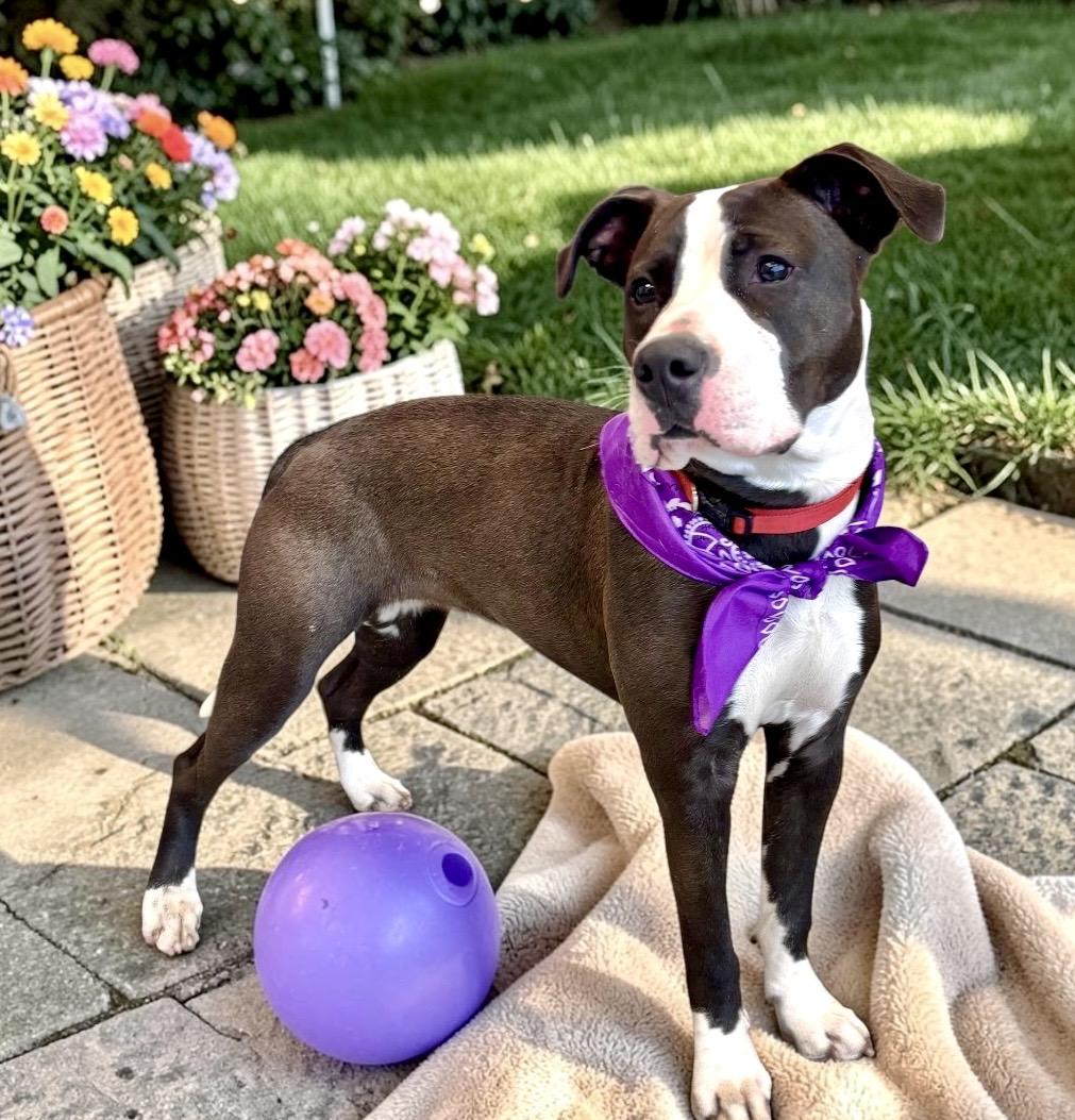 Enlarge Coraline, a ADOPTABLE Staffordshire Bull Terrier in Perry, IA image 4/6