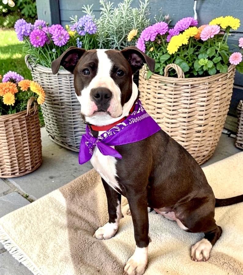 Enlarge Coraline, a ADOPTABLE Staffordshire Bull Terrier in Perry, IA image 2/6