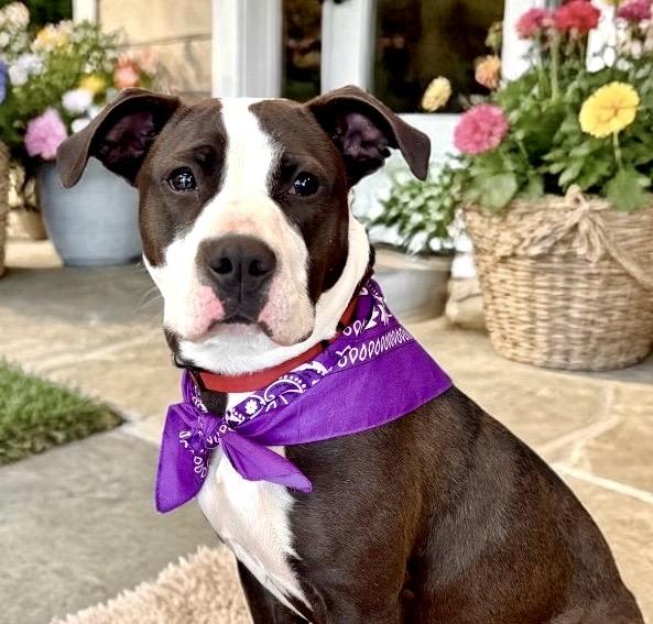 Enlarge Coraline, a ADOPTABLE Staffordshire Bull Terrier in Perry, IA image 5/6