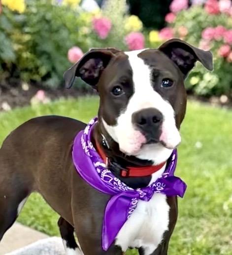 Coraline, ADOPTABLE, Young Female Staffordshire Bull Terrier.