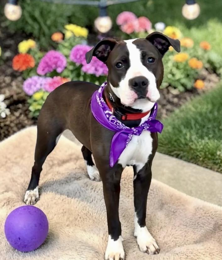 Enlarge Coraline, a ADOPTABLE Staffordshire Bull Terrier in Perry, IA image 6/6