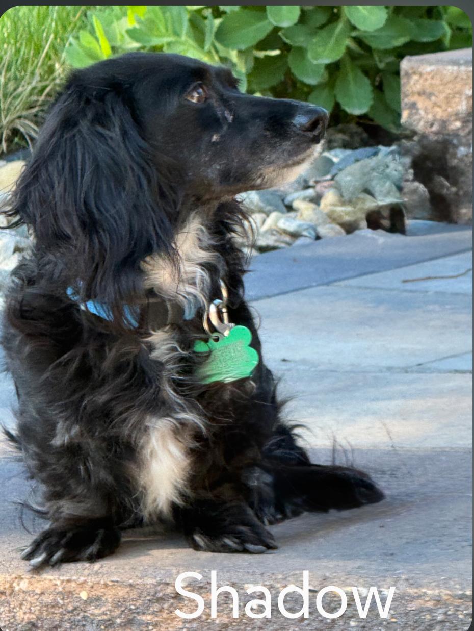 Shadow, Adoptable, Adult Female Dachshund.