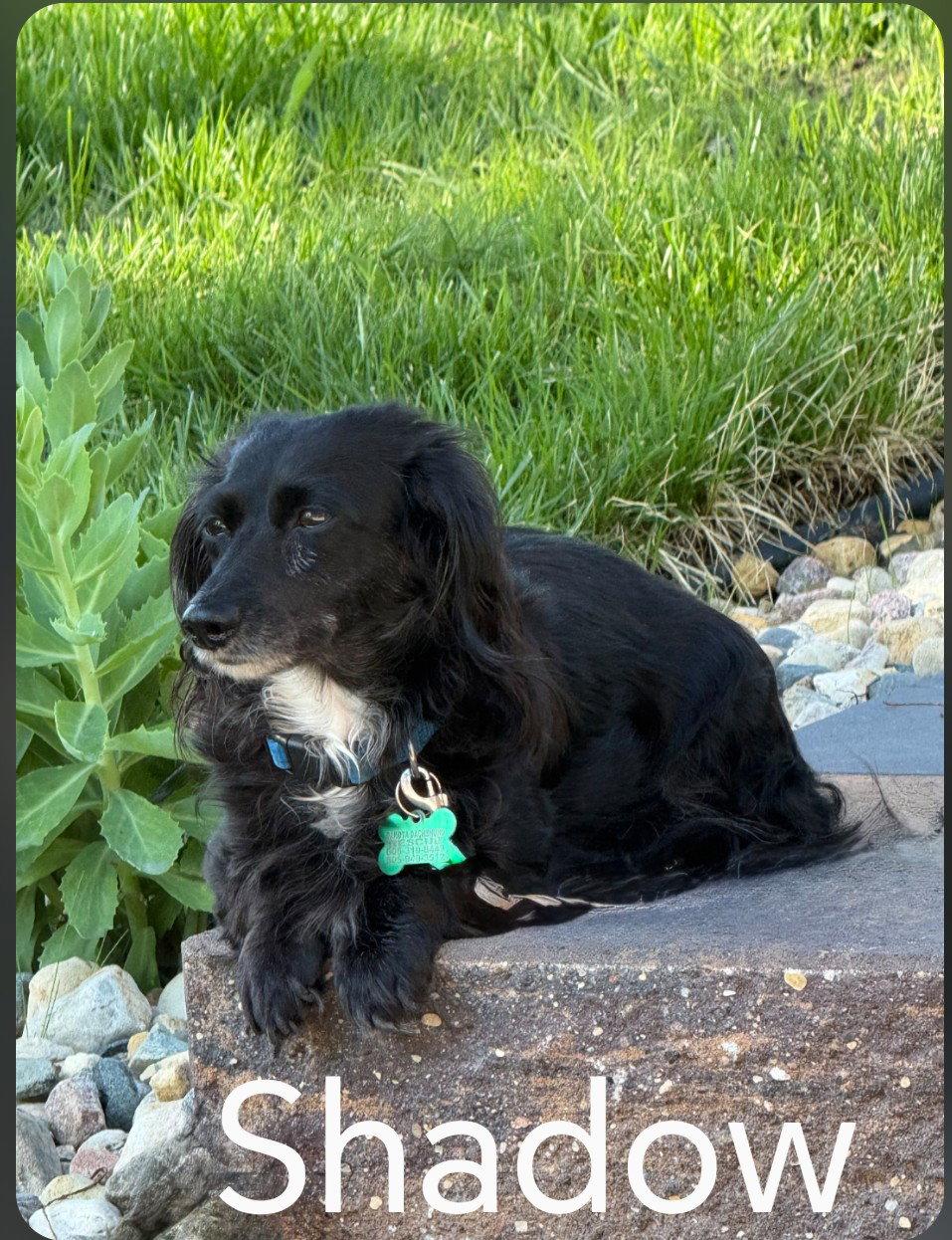 Shadow, a Adoptable Dachshund in Sioux Falls, SD image 2/2