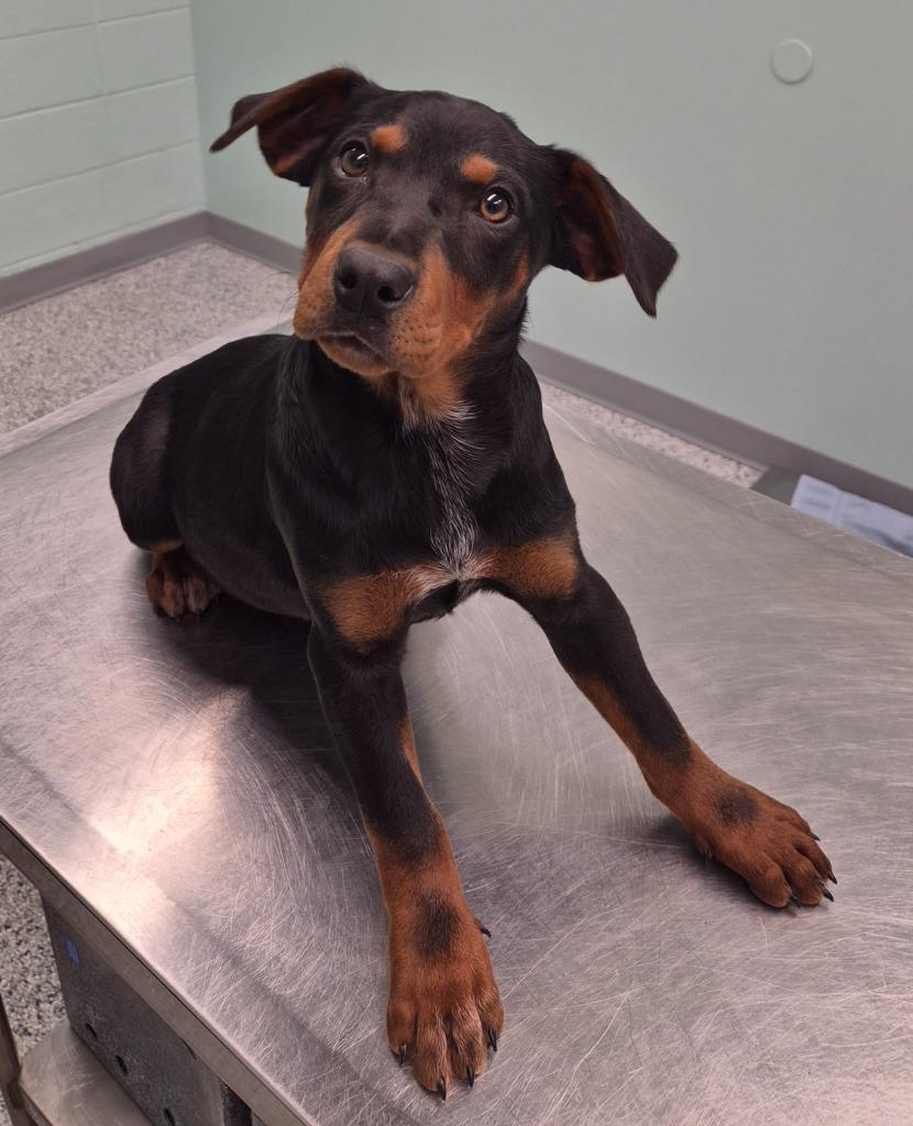 Sarah, a Adoptable mixed breed in Athens, TN image 1/2