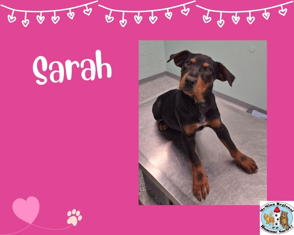 Sarah, a Adoptable mixed breed in Athens, TN image 2/2