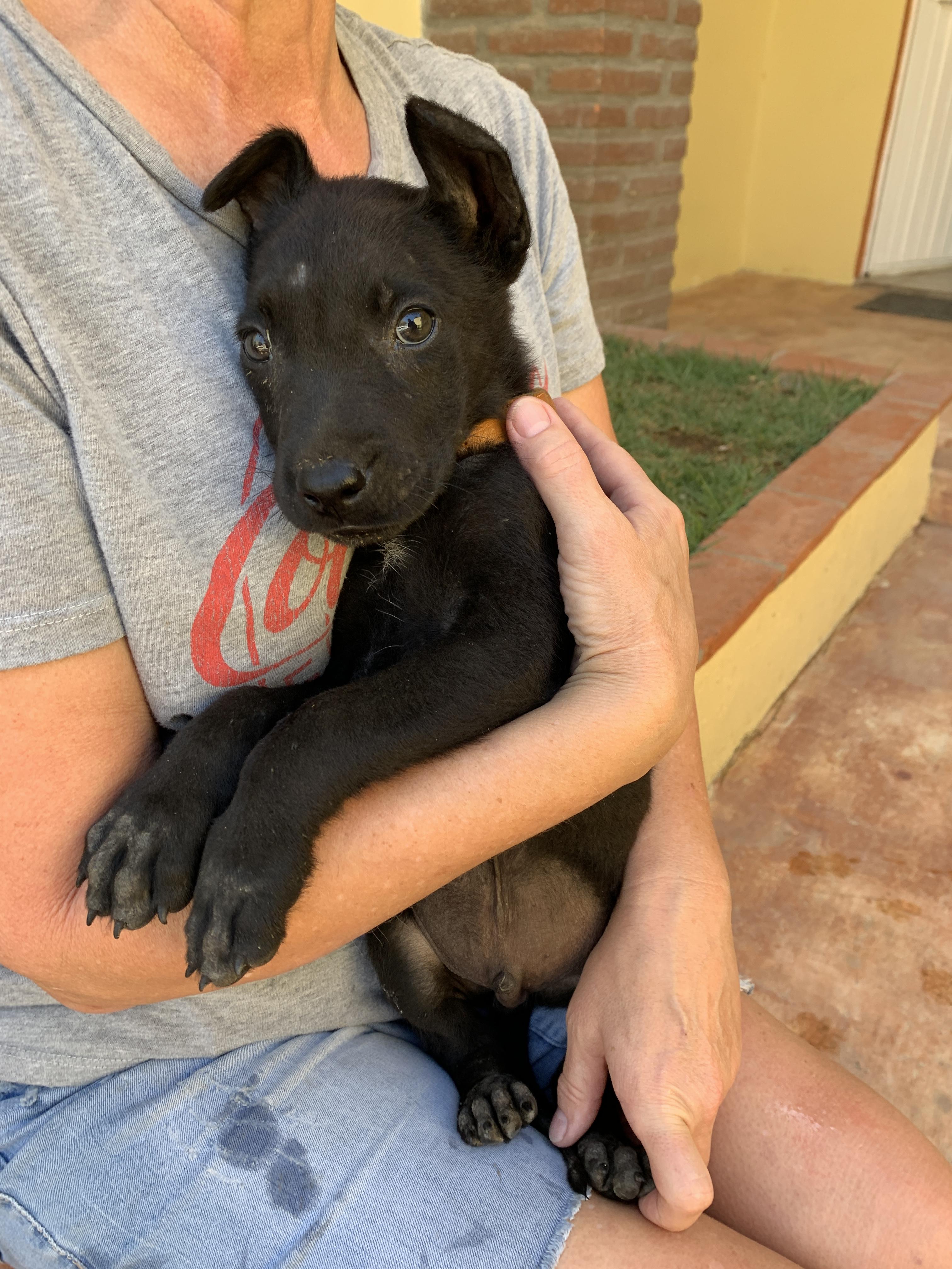 Enlarge Kibo, a Adoptable mixed breed in Ottawa, ON image 6/6