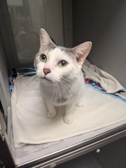 Enlarge Dory, a Adoptable mixed breed in Louisburg, NC image 1/1