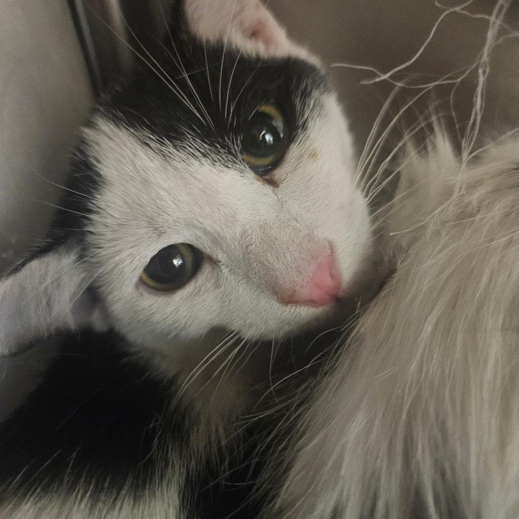 Corbin, Adoptable, Young Male Domestic Short Hair.