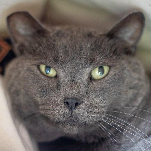 BLUEY, ADOPTABLE, Adult Male Russian Blue & Domestic Short Hair.
