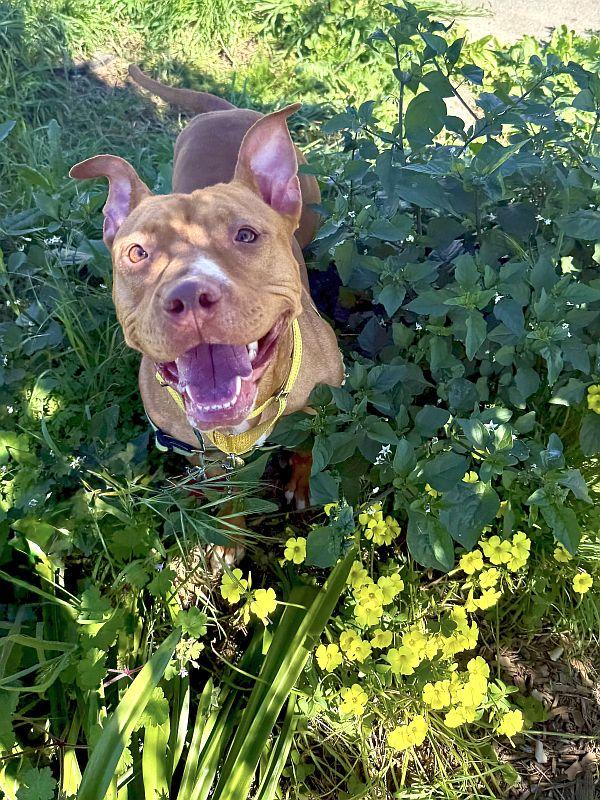 Enlarge Chickadee, a ADOPTABLE Pit Bull Terrier in Berkeley, CA image 3/5